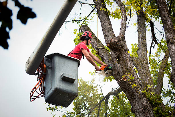 Best Commercial Tree Services  in Wells, MN